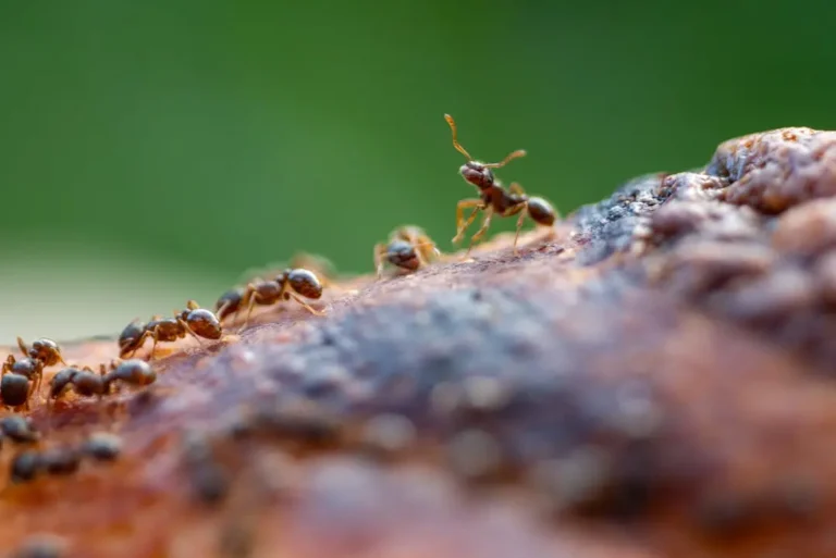 Ant Control Mandeville LA United State