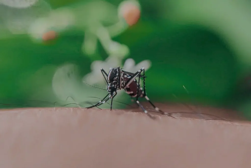 Mosquito Control Mandeville LA United State