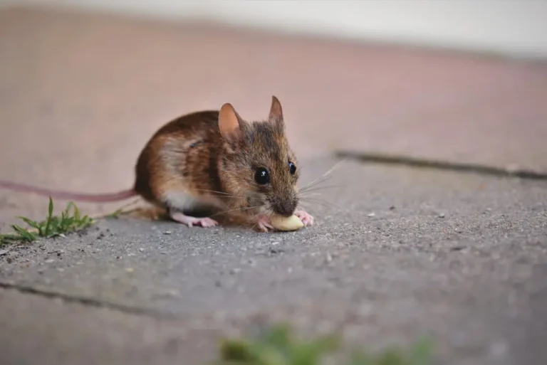 Rodent Control Mandeville LA United State