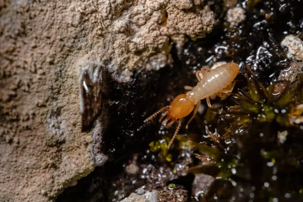 Termite Control Mandeville LA United State