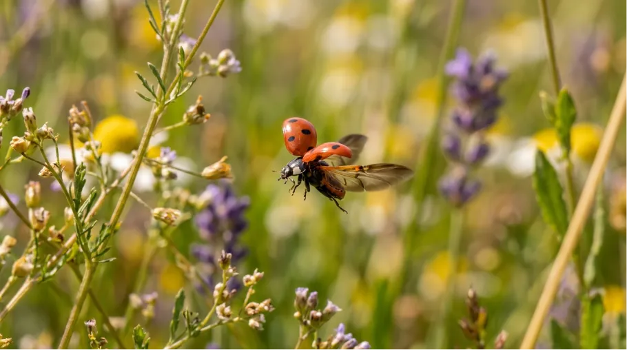 A red seven-spot ladybug flying in midair with open wings and exposed hindwings in a sunny wildflower garden, answering the question can ladybugs fly.